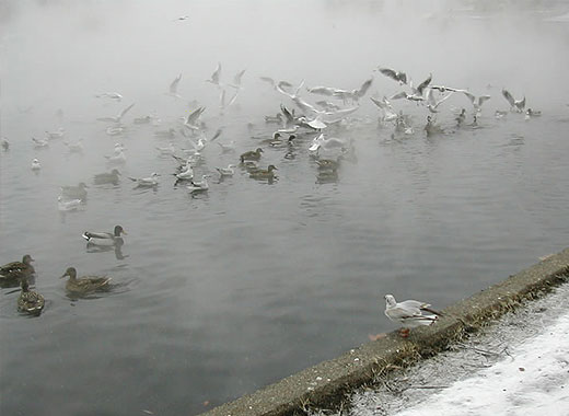 Будапешт, городской парк